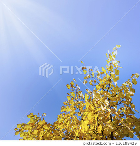 Tree top with golden yellow leaves, blue sky, sunbeams. Fall square card template. Back to school. Tree top with golden yellow leaves, blue sky, sunbeams. Fall square card template. Back to school. 116199429