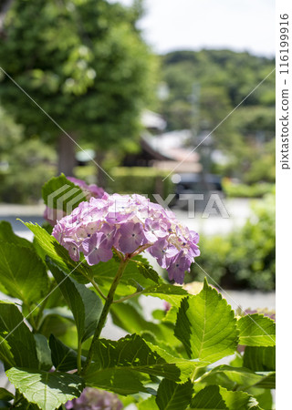 鎌倉 246 本覺寺 4 繡球花 鎌倉 246 本覺寺 4 繡球花 116199916