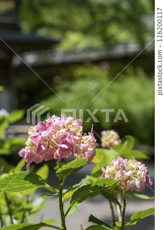 鎌倉246淨智寺6繡球花 116200117