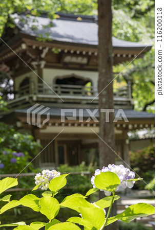 鎌倉 246 淨智寺 7 繡球花 116200118