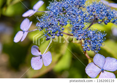 鎌倉246淨智寺9繡球花 116200119