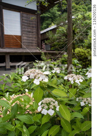 Kamakura 246 Kosokuji Temple 1 Hydrangea Kamakura 246 Kosokuji Temple 1 Hydrangea 116200136
