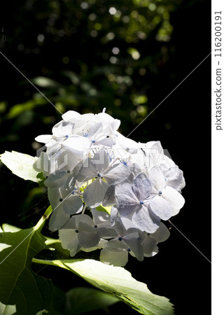 鎌倉 246 安國論寺 1 繡球花 鎌倉 246 安國論寺 1 繡球花 116200191