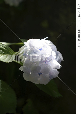 Kamakura 246 Ankokuronji Temple 2 Hydrangea 116200192
