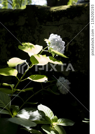 鎌倉 246 安國論寺 3 繡球花 116200193