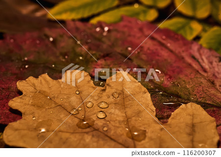 Cozy autumn background of bright leaves with raindrops. Cozy autumn background of bright leaves with raindrops. 116200307