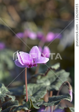 Ivy-leaved cyclamen Ivy-leaved cyclamen 116200455