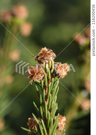 Acrocona Norway spruce Acrocona Norway spruce 116200456