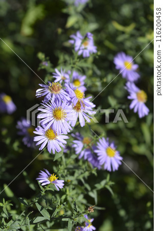 New York aster Professor Kippenberg New York aster Professor Kippenberg 116200458