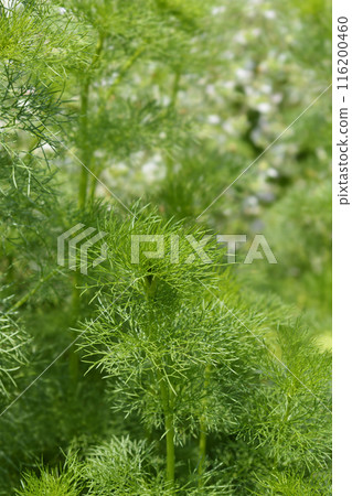 Toothpick bullwort Blutenball 116200460