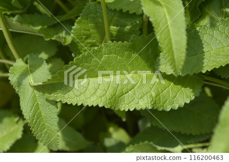 Common hedgenettle 116200463