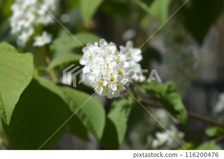 Bird cherry Bird cherry 116200476