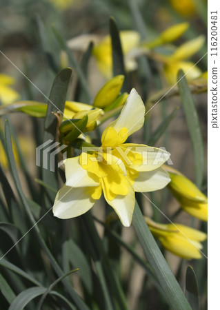 Butterfly Daffodil Smiling Twin 116200481