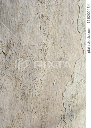 London plane 116200484