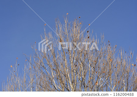 London plane 116200488