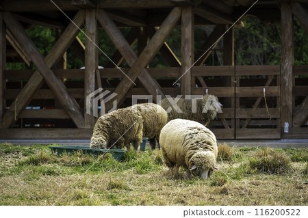 吃牧場地Chichibu Yotsuyama公園的綿羊 116200522