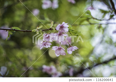 那智山的櫻花 116200641