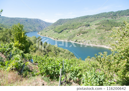 Vineyards landscape from Ribeira Sacra wine area, Galicia, Spain Vineyards landscape from Ribeira Sacra wine area, Galicia, Spain 116200642