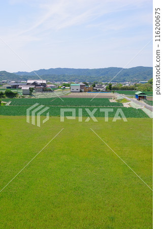 兵庫縣淡路島香州週邊風景 116200675