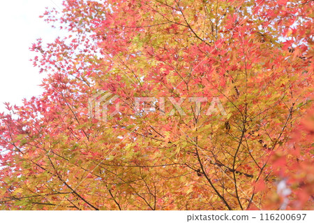 Momiji染紅了 116200697