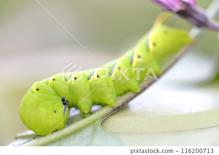 Hawkmoth larvae, Mengata suzume 116200713