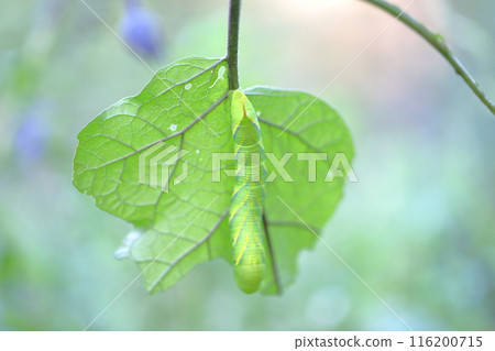 Hawkmoth larvae clinging to eggplant leaves Hawkmoth larvae clinging to eggplant leaves 116200715