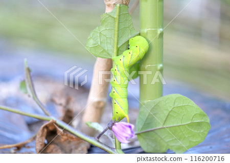 Hawkmoth larvae, Mengata suzume Hawkmoth larvae, Mengata suzume 116200716