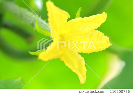 Cucumber: Blooming summer vegetable flower Cucumber: Blooming summer vegetable flower 116200726