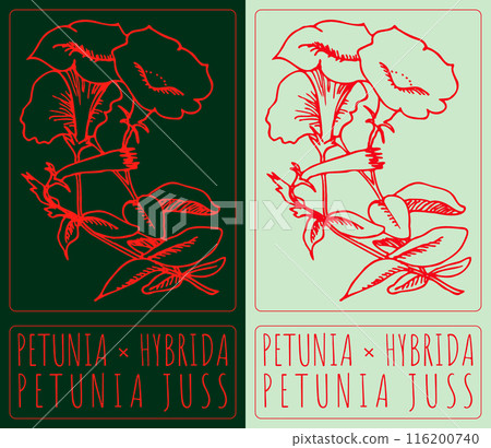 Vector drawing PETUNIA HYBRIDA. Hand drawn illustration. The Latin name is PETUNIA JUSS Vector drawing PETUNIA HYBRIDA. Hand drawn illustration. The Latin name is PETUNIA JUSS 116200740