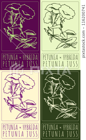 Set of vector drawing PETUNIA HYBRIDA in various colors. Hand drawn illustration. The Latin name is PETUNIA JUSS Set of vector drawing PETUNIA HYBRIDA in various colors. Hand drawn illustration. The Latin name is PETUNIA JUSS 116200741