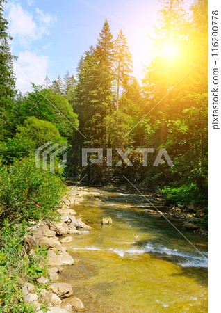 River in mountains. Wonderful springtime scenery of carpathian countryside. 116200778
