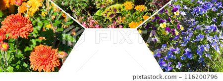 collage of chrysanthemums pansies and flowers. There is free space for text. Wide photo. collage of chrysanthemums pansies and flowers. There is free space for text. Wide photo. 116200796