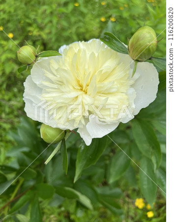 Pretty white peony flowers blooming in the garden 116200820