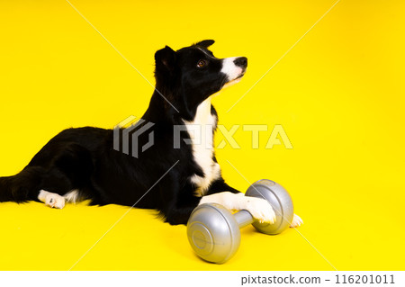 A border collie dog with dumbbell in front of yellow background 116201011