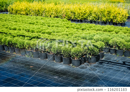 Tree nursery and decorative tree shop in summer. Gardening shop Tree nursery and decorative tree shop in summer. Gardening shop 116201183