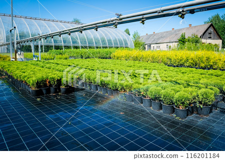 Tree nursery and decorative tree shop in summer. Gardening shop Tree nursery and decorative tree shop in summer. Gardening shop 116201184