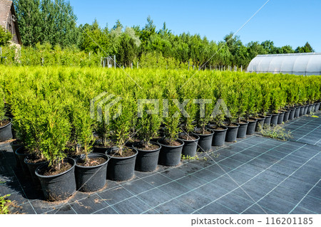 Tree nursery and decorative tree shop in summer. Gardening shop Tree nursery and decorative tree shop in summer. Gardening shop 116201185
