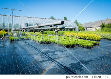 Tree nursery and decorative tree shop in summer. Gardening shop 116201187