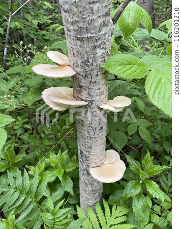Delicious edible mushrooms growing on trees in the forest Delicious edible mushrooms growing on trees in the forest 116201210