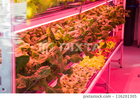 Bed with different types of lettuce, vegetable garden, vertical. High quality photo 116201305