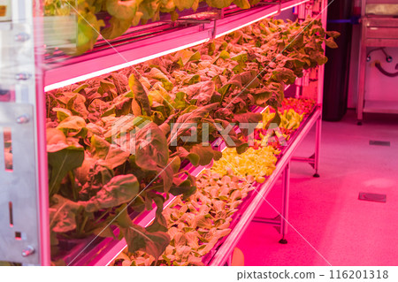 Bed with different types of lettuce, vegetable garden, vertical. High quality photo 116201318