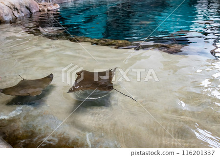 small stingrays swim in the pool. High quality photo small stingrays swim in the pool. High quality photo 116201337