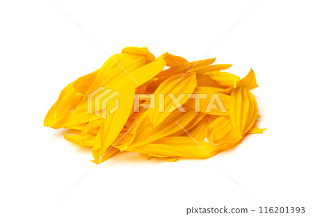 Yellow Petals Isolated, Sunflower Petal Pile, Orange Blossom Design Yellow Petals Isolated, Sunflower Petal Pile, Orange Blossom Design 116201393