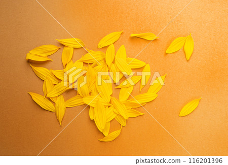 Yellow Petals Isolated, Sunflower Petal Pile, Orange Blossom Design Yellow Petals Isolated, Sunflower Petal Pile, Orange Blossom Design 116201396