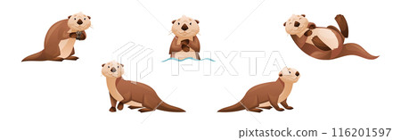 Sea Otter as Marine Mammal and Aquatic Creature with Brown Coat and Long Tail Vector Set 116201597