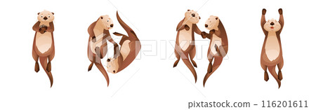 Sea Otter as Marine Mammal and Aquatic Creature with Brown Coat and Long Tail Vector Set Sea Otter as Marine Mammal and Aquatic Creature with Brown Coat and Long Tail Vector Set 116201611