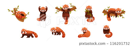 Adorable Red Panda as Small Fluffy Mammal with Dense Reddish-brown Fur and Ringed Tail in Different Pose Vector Set 116201732