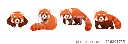 Adorable Red Panda as Small Fluffy Mammal with Dense Reddish-brown Fur and Ringed Tail in Different Pose Vector Set Adorable Red Panda as Small Fluffy Mammal with Dense Reddish-brown Fur and Ringed Tail in Different Pose Vector Set 116201735
