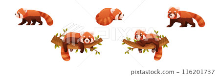 Adorable Red Panda as Small Fluffy Mammal with Dense Reddish-brown Fur and Ringed Tail in Different Pose Vector Set Adorable Red Panda as Small Fluffy Mammal with Dense Reddish-brown Fur and Ringed Tail in Different Pose Vector Set 116201737
