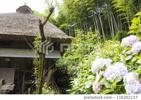 繡球花、茅草屋頂、織姬、彥星 繡球花、茅草屋頂、織姬、彥星 116202137